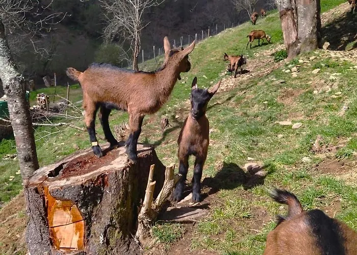 Alpesi faház A La Ferme *