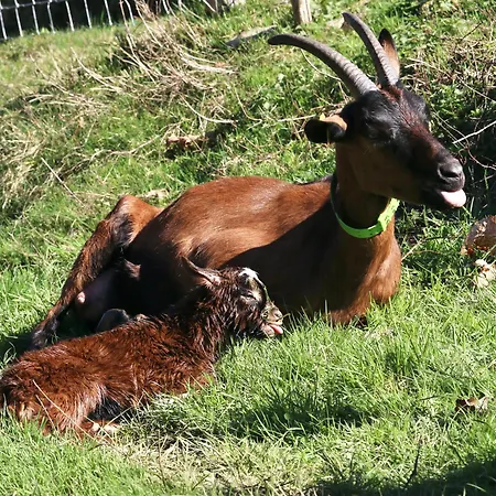 A La Ferme Arrodets-ez-Angles