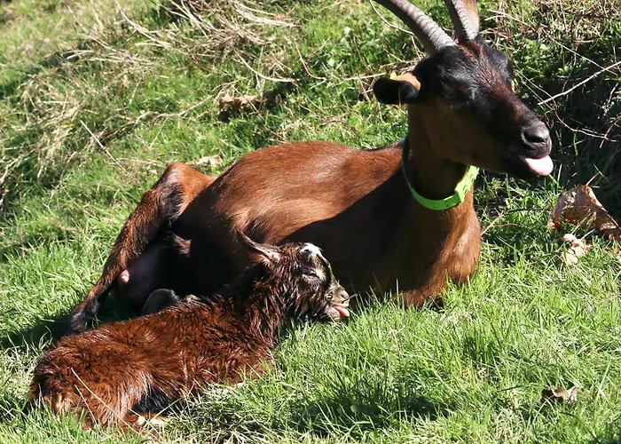 A La Ferme Arrodets-ez-Angles